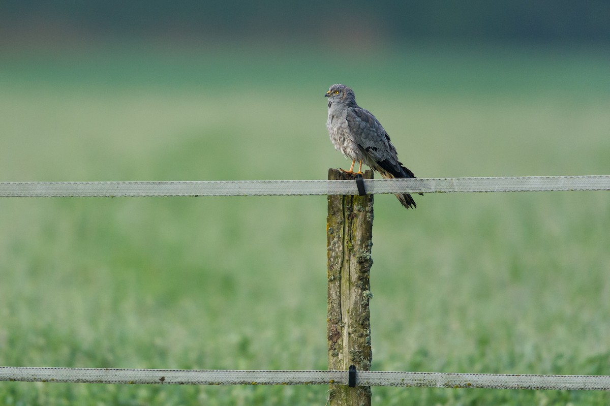 Montagu's Harrier - ML659434964