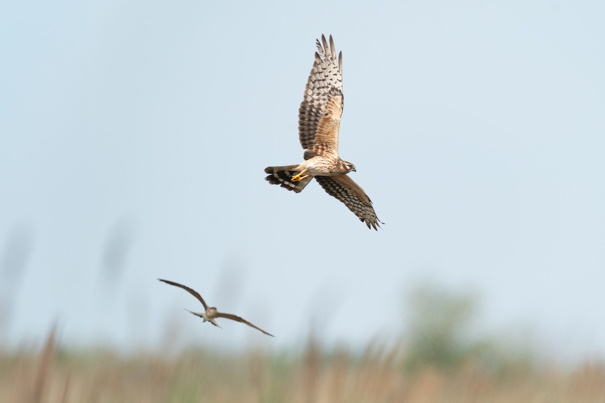 Montagu's Harrier - ML659434998
