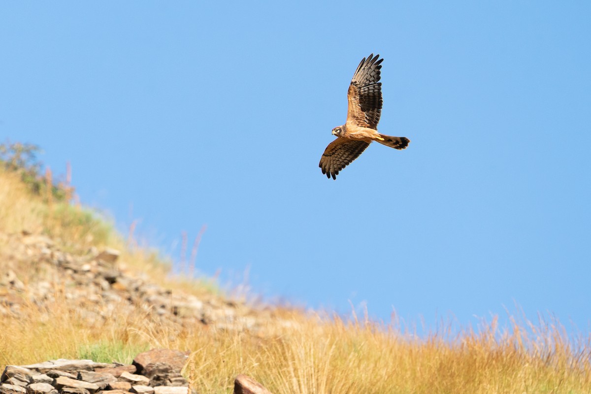 Montagu's Harrier - ML659435161