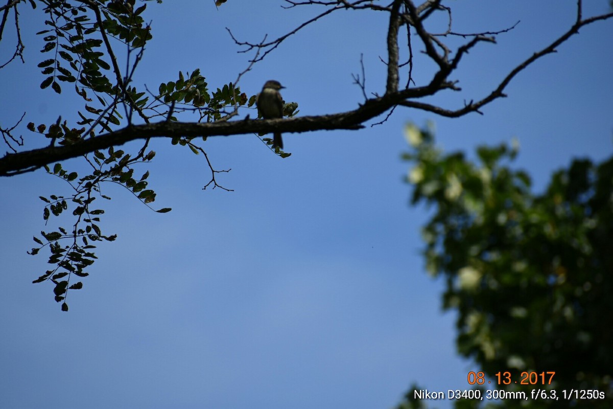 Eastern Wood-Pewee - ML65943521