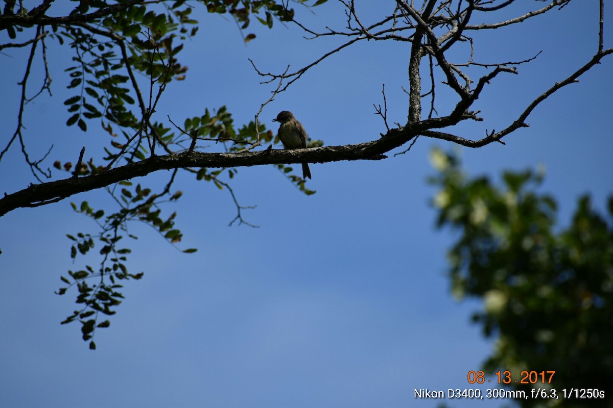 Eastern Wood-Pewee - Kathy Mcallister