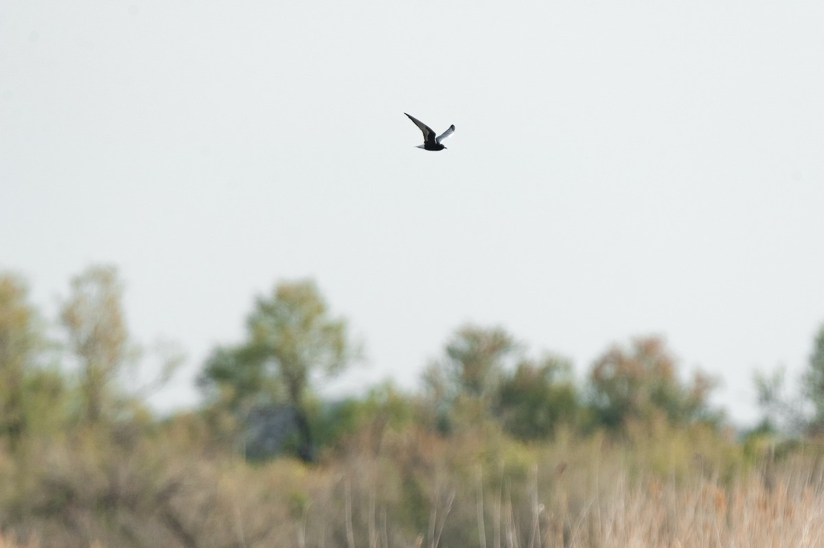 White-winged Tern - ML659435387