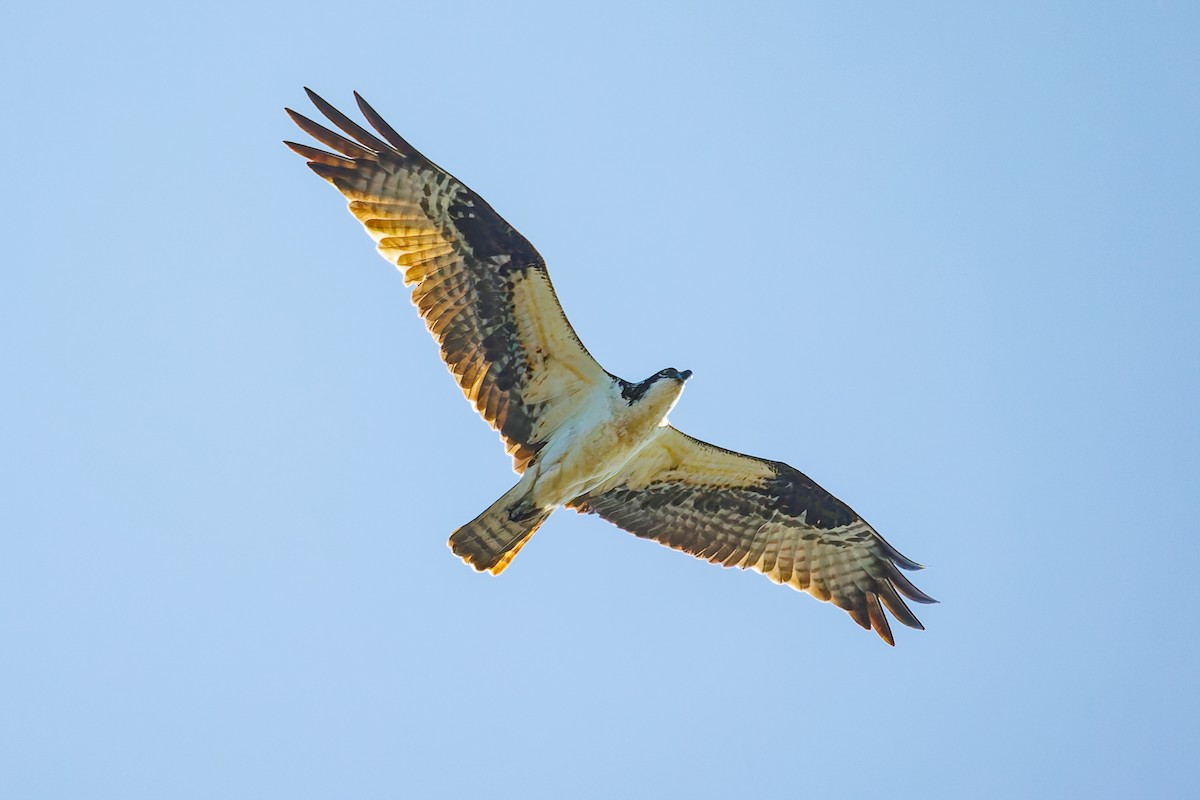 Balbuzard pêcheur - ML659435545