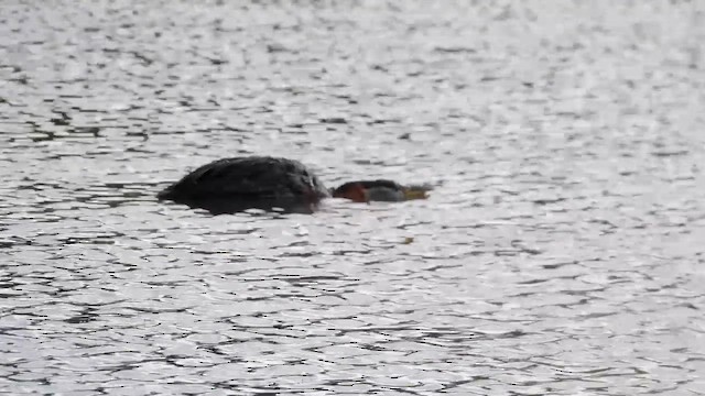 Red-necked Grebe - ML659435658