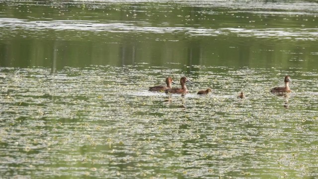 Greater Scaup - ML659435707