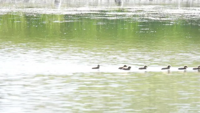 Greater Scaup - ML659435824
