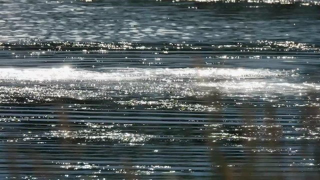 Greater Scaup - ML659435827