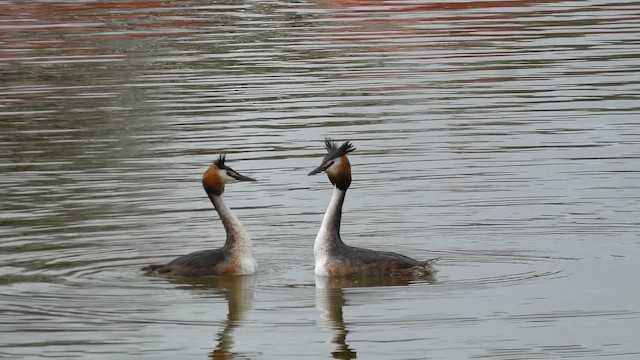 Great Crested Grebe - ML659436181