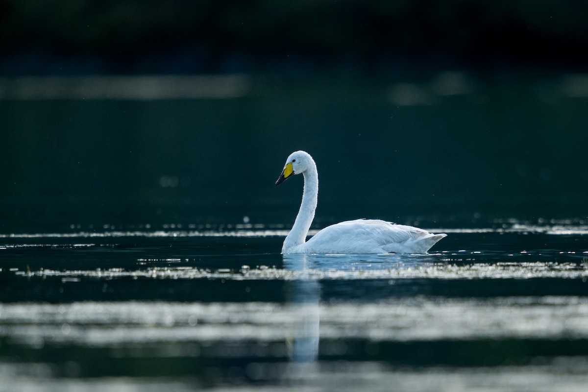 Whooper Swan - ML659436241