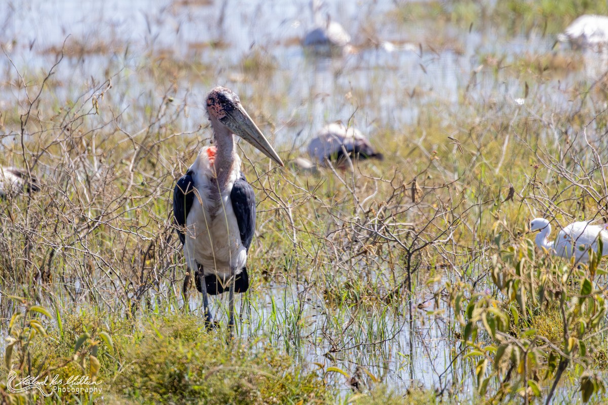 marabu africký - ML659436597