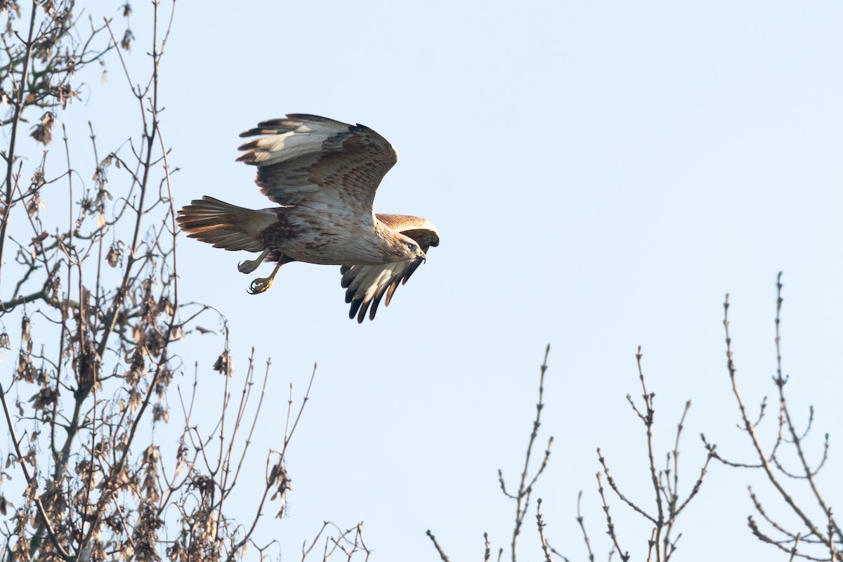 Long-legged Buzzard (Northern) - ML659436719