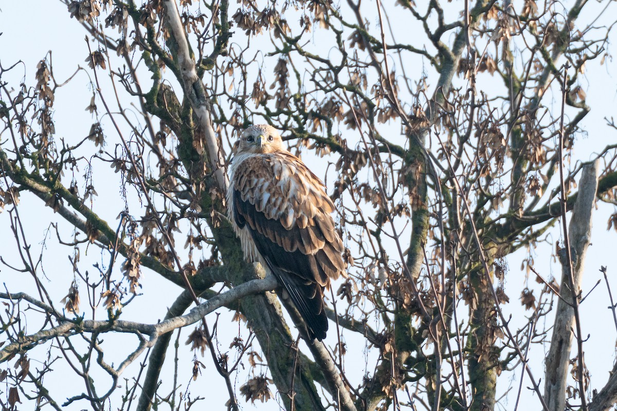 Long-legged Buzzard (Northern) - ML659436720