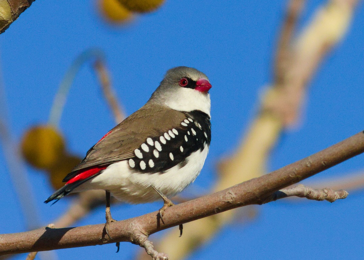 Diamond Firetail - ML659436770