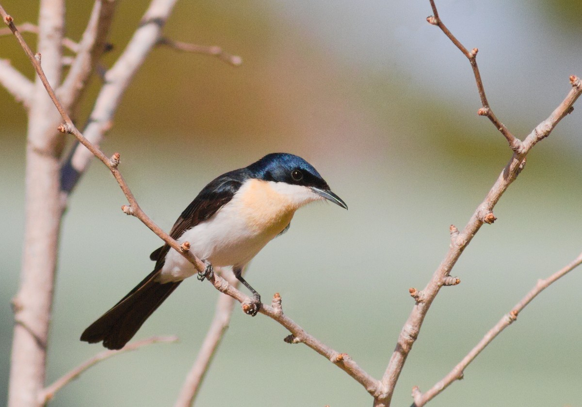 Restless Flycatcher - ML659437138