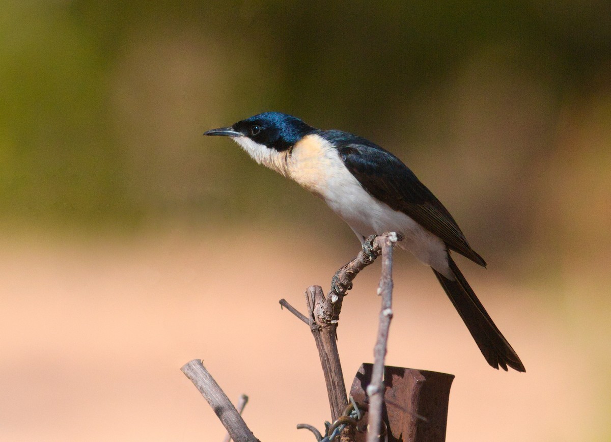 Restless Flycatcher - ML659437139
