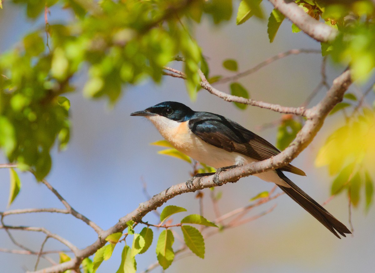 Restless Flycatcher - ML659437140