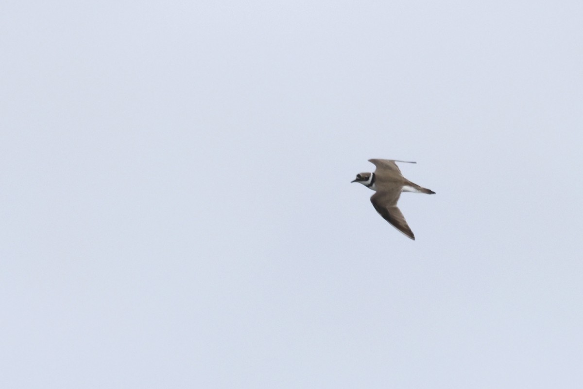 Little Ringed Plover (curonicus) - ML659437193