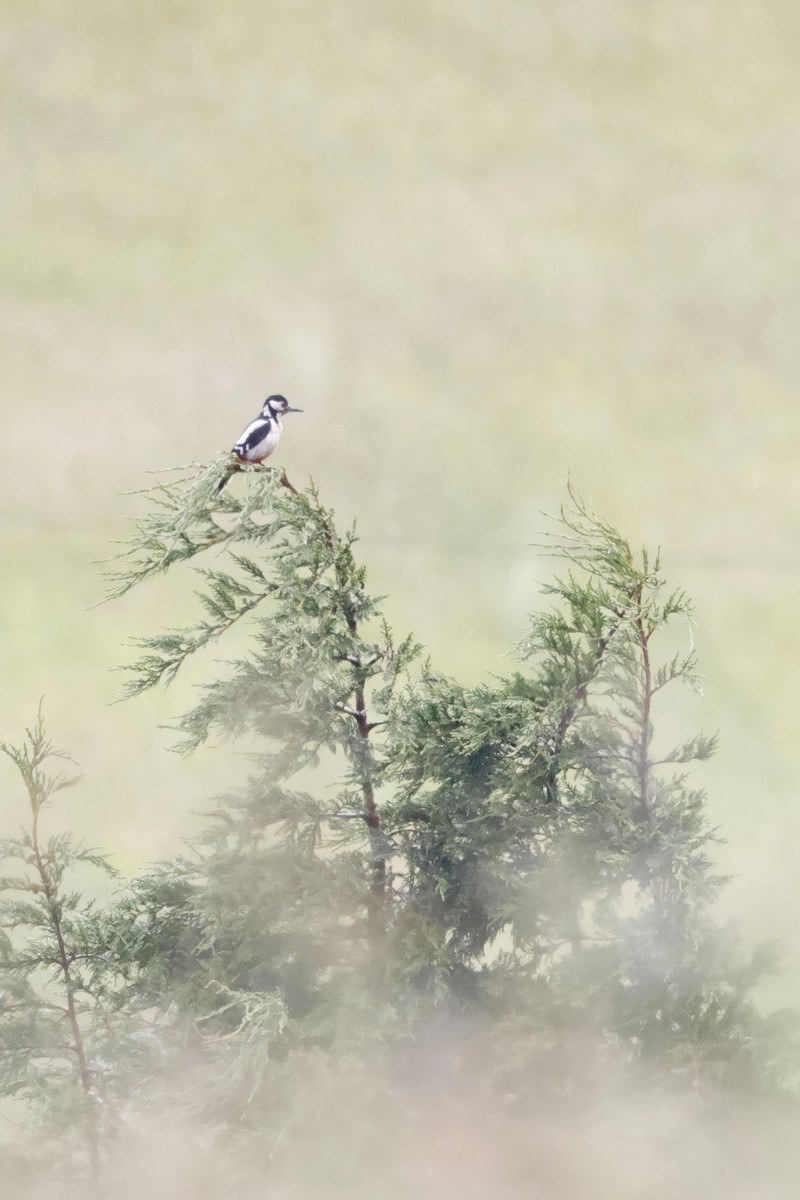 Great Spotted Woodpecker (Great Spotted) - ML659437199