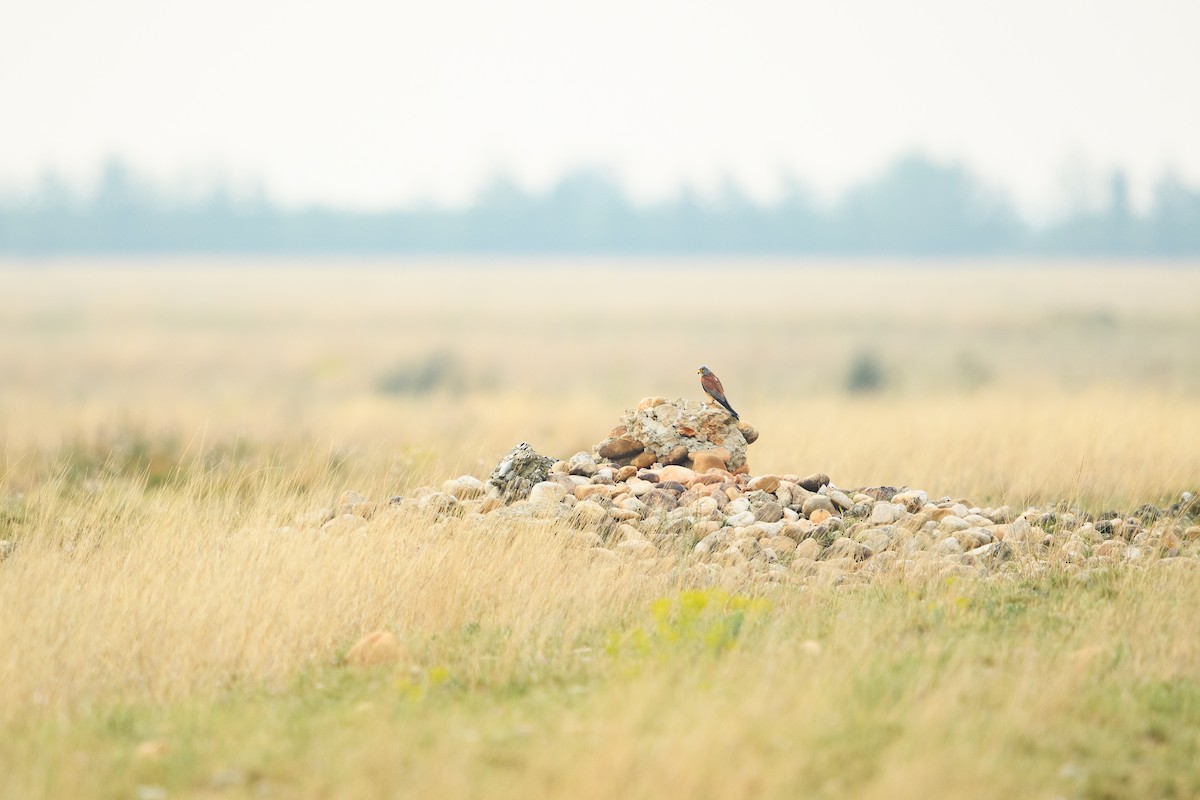 Lesser Kestrel - ML659437204