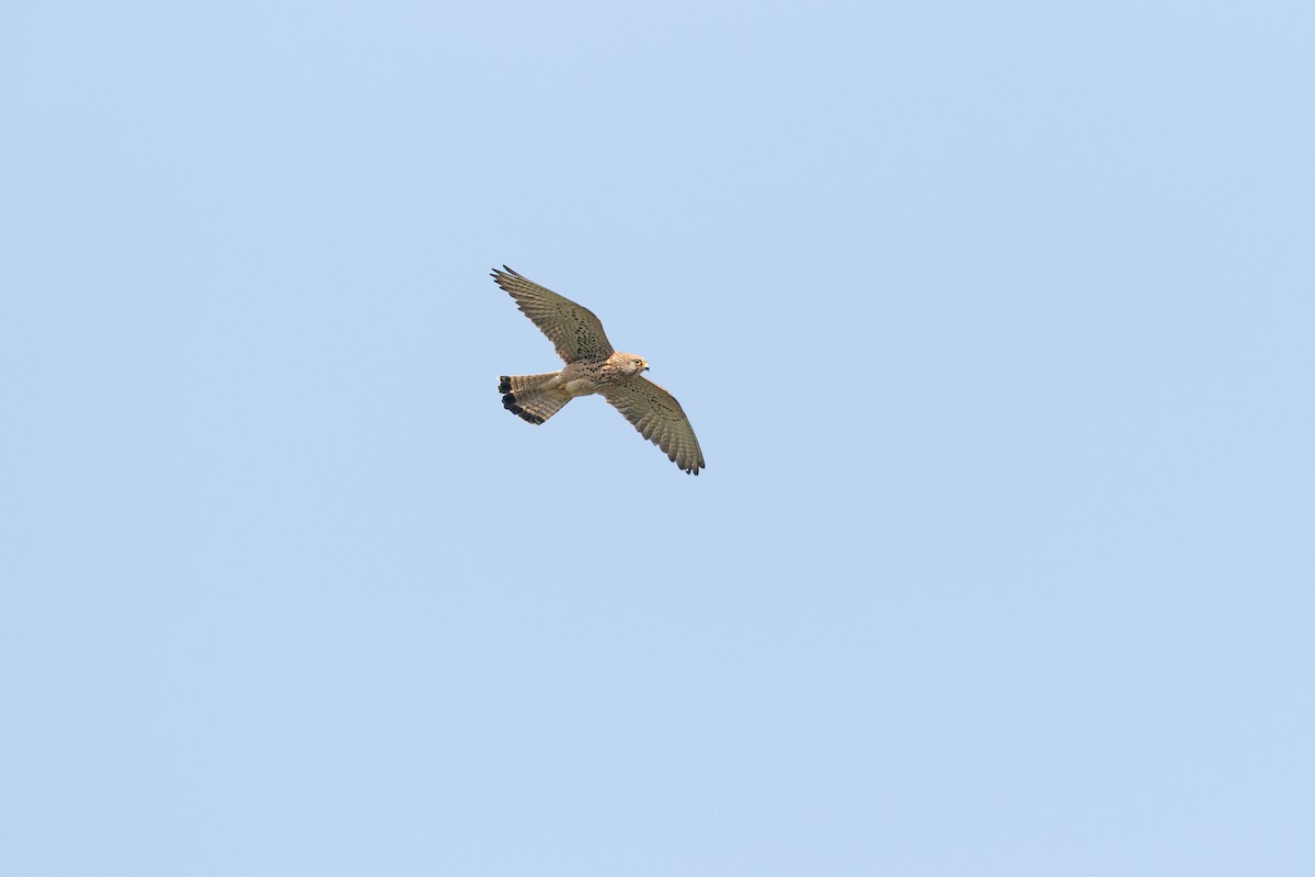 Lesser Kestrel - ML659437225