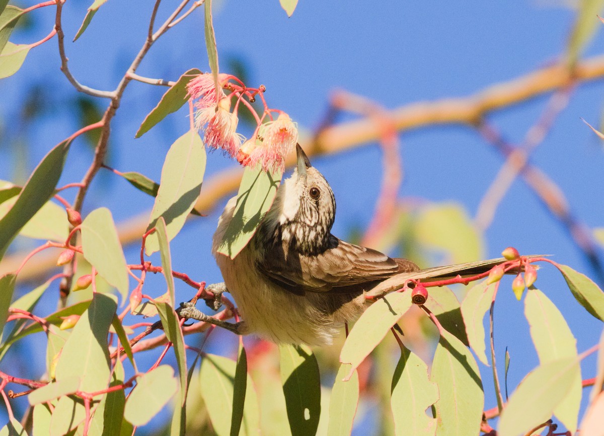 Striped Honeyeater - ML659437309