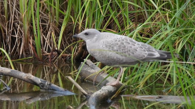 Short-billed Gull - ML659437327