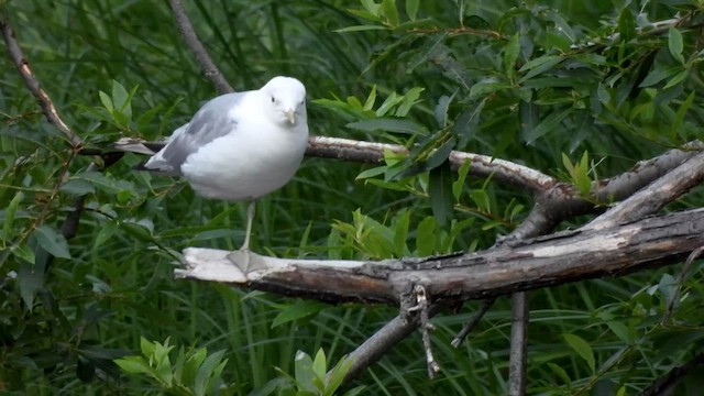 Short-billed Gull - ML659437328