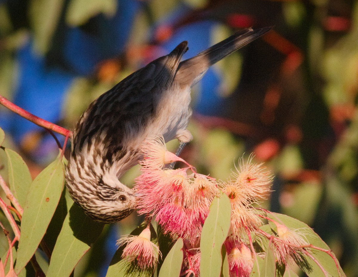 Striped Honeyeater - ML659437382