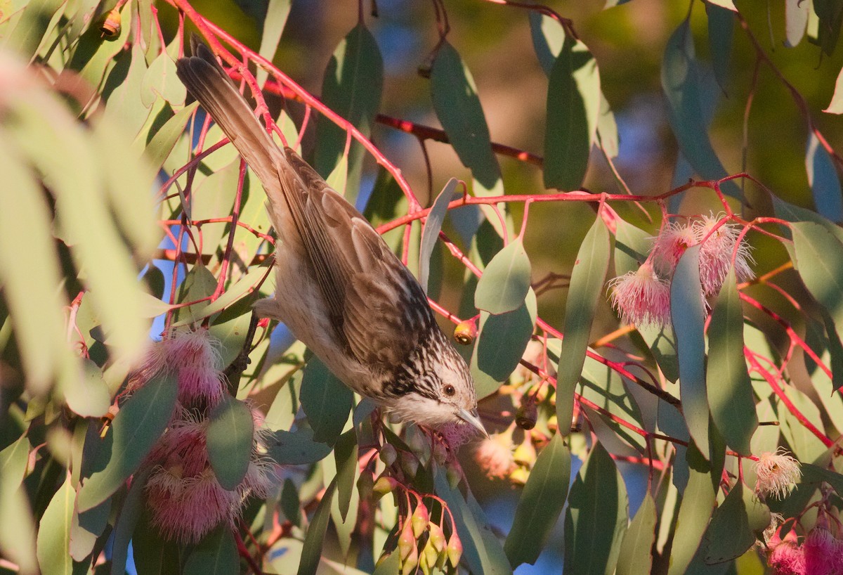 Striped Honeyeater - ML659437383