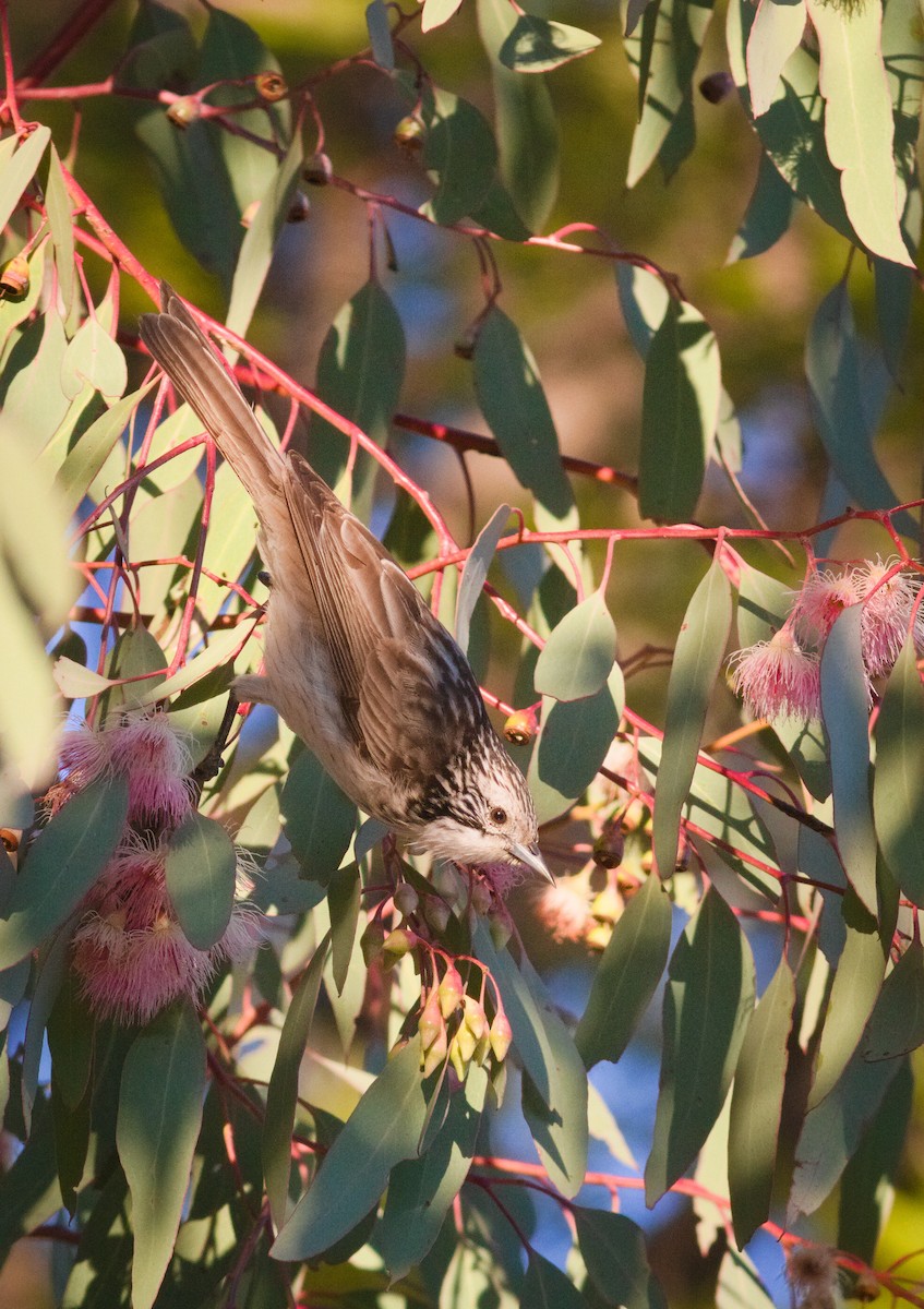 Striped Honeyeater - ML659437384