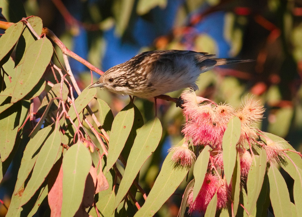 Striped Honeyeater - ML659437385