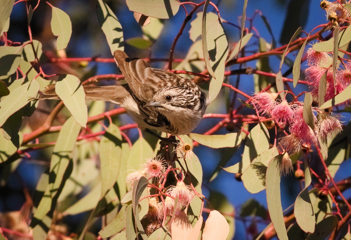 Striped Honeyeater - ML659437472
