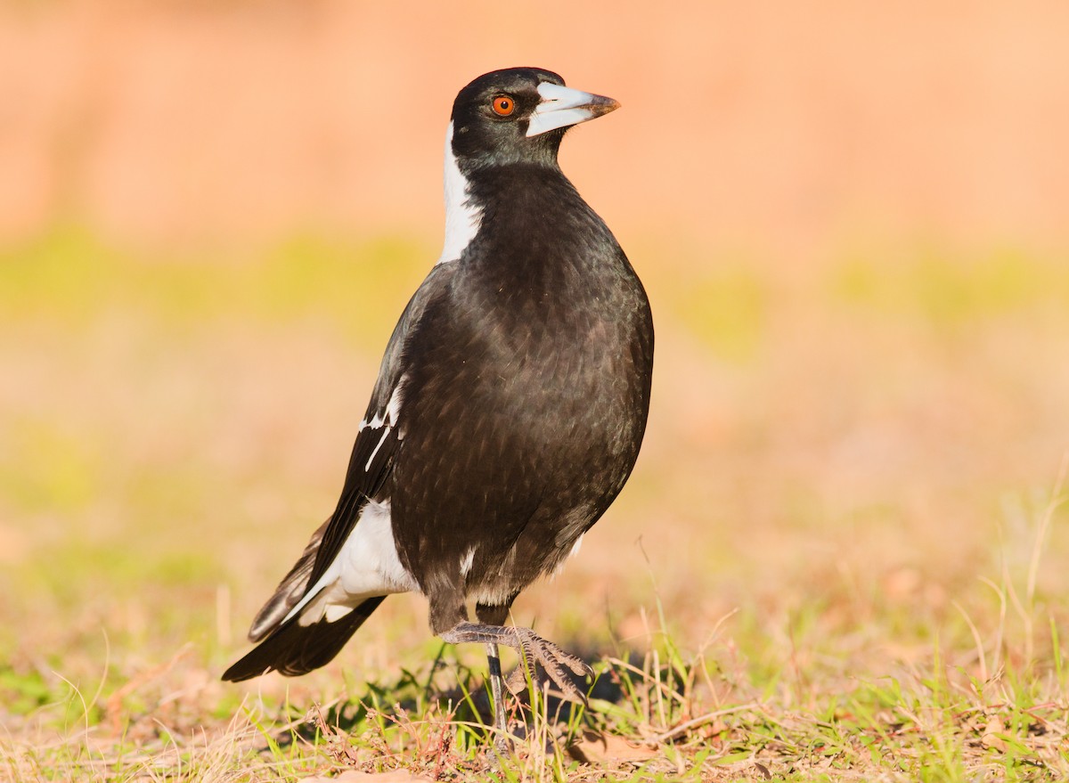 Australian Magpie - ML659437517