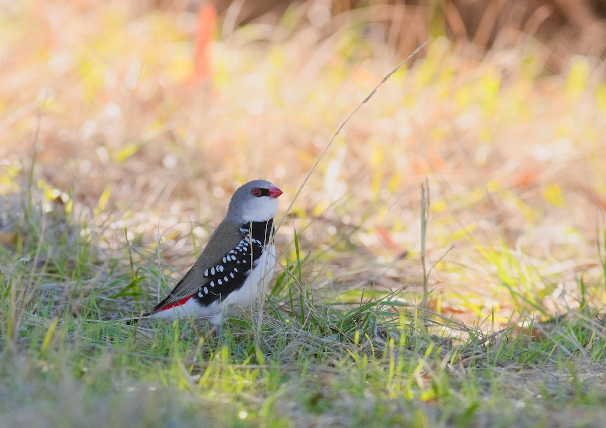 Diamond Firetail - ML659437744