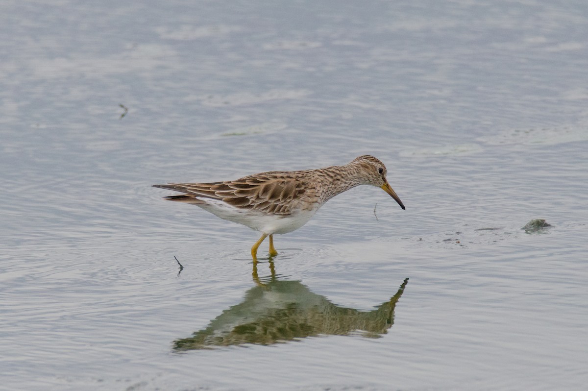 Pectoral Sandpiper - ML659437865