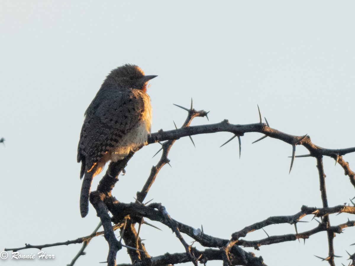 Red-throated Wryneck - ML659438023