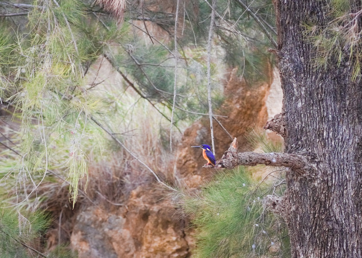 Azure Kingfisher - ML659438073