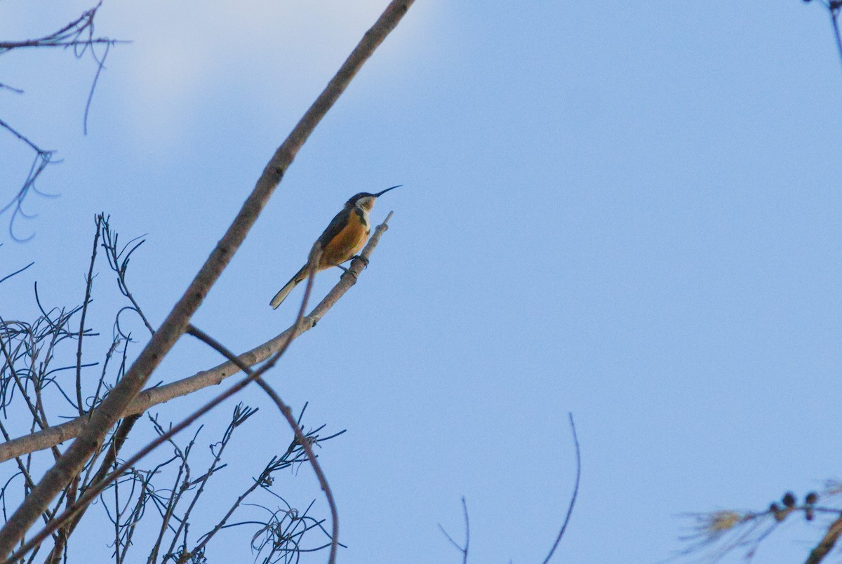 Eastern Spinebill - ML659438086