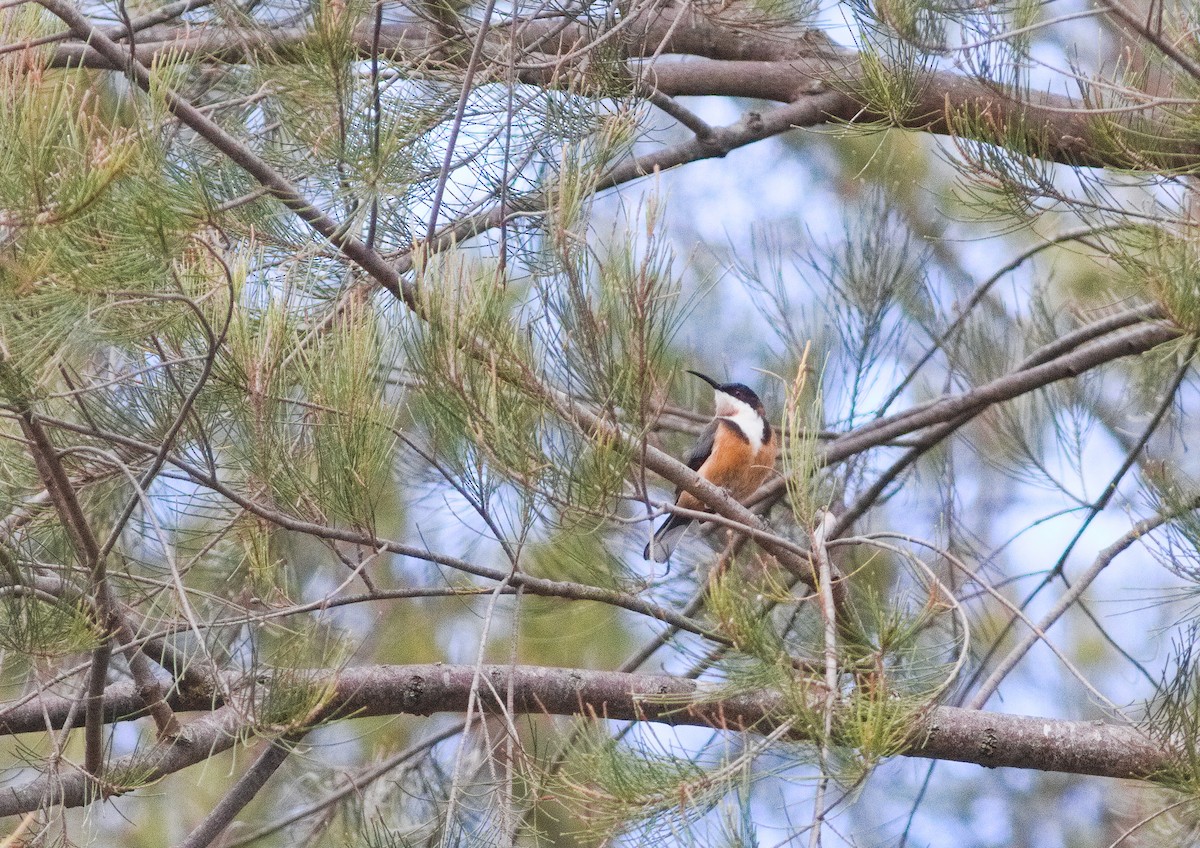 Eastern Spinebill - ML659438087