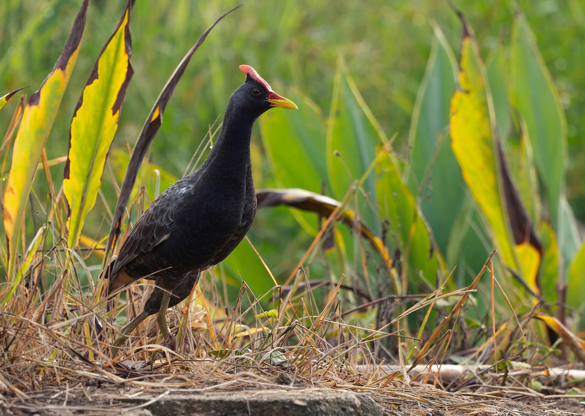 Watercock - ML659438109