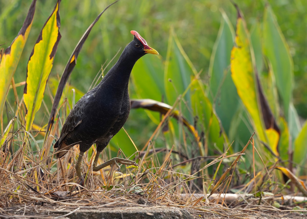 Watercock - ML659438111