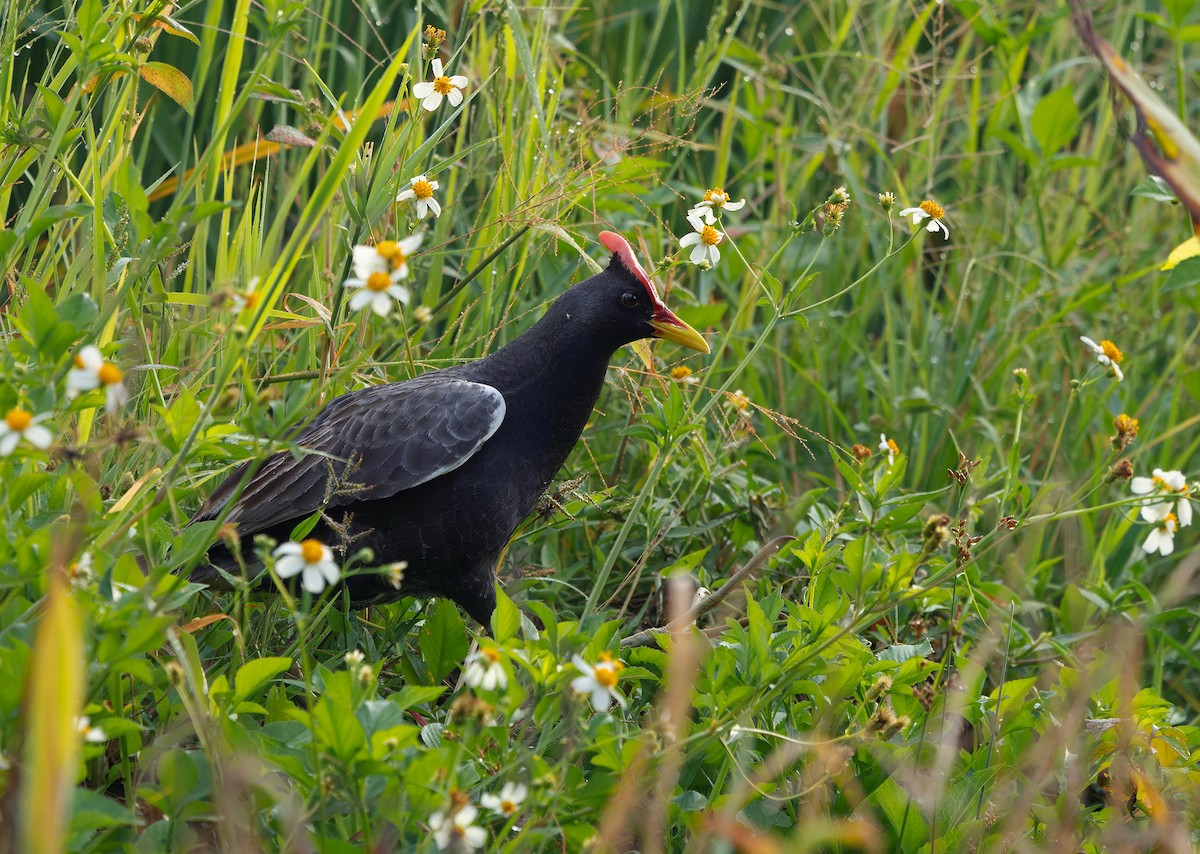 Watercock - ML659438113