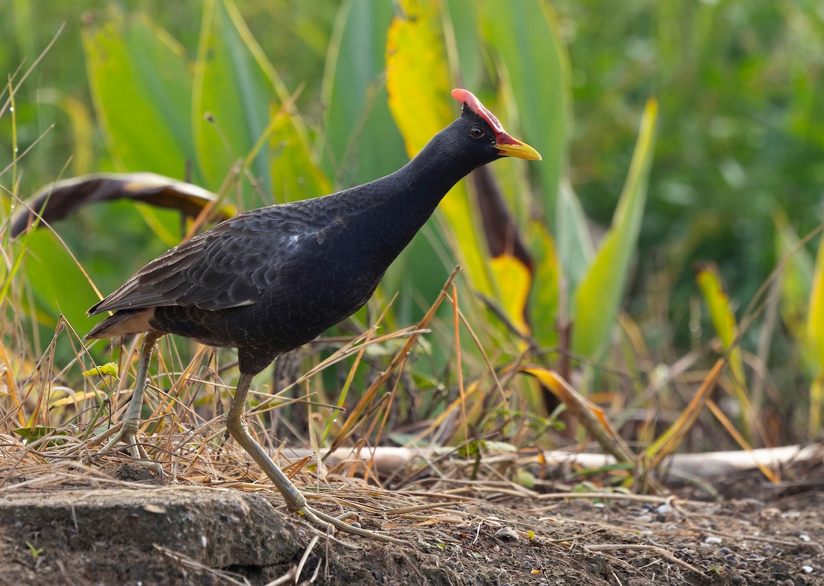 Watercock - ML659438114