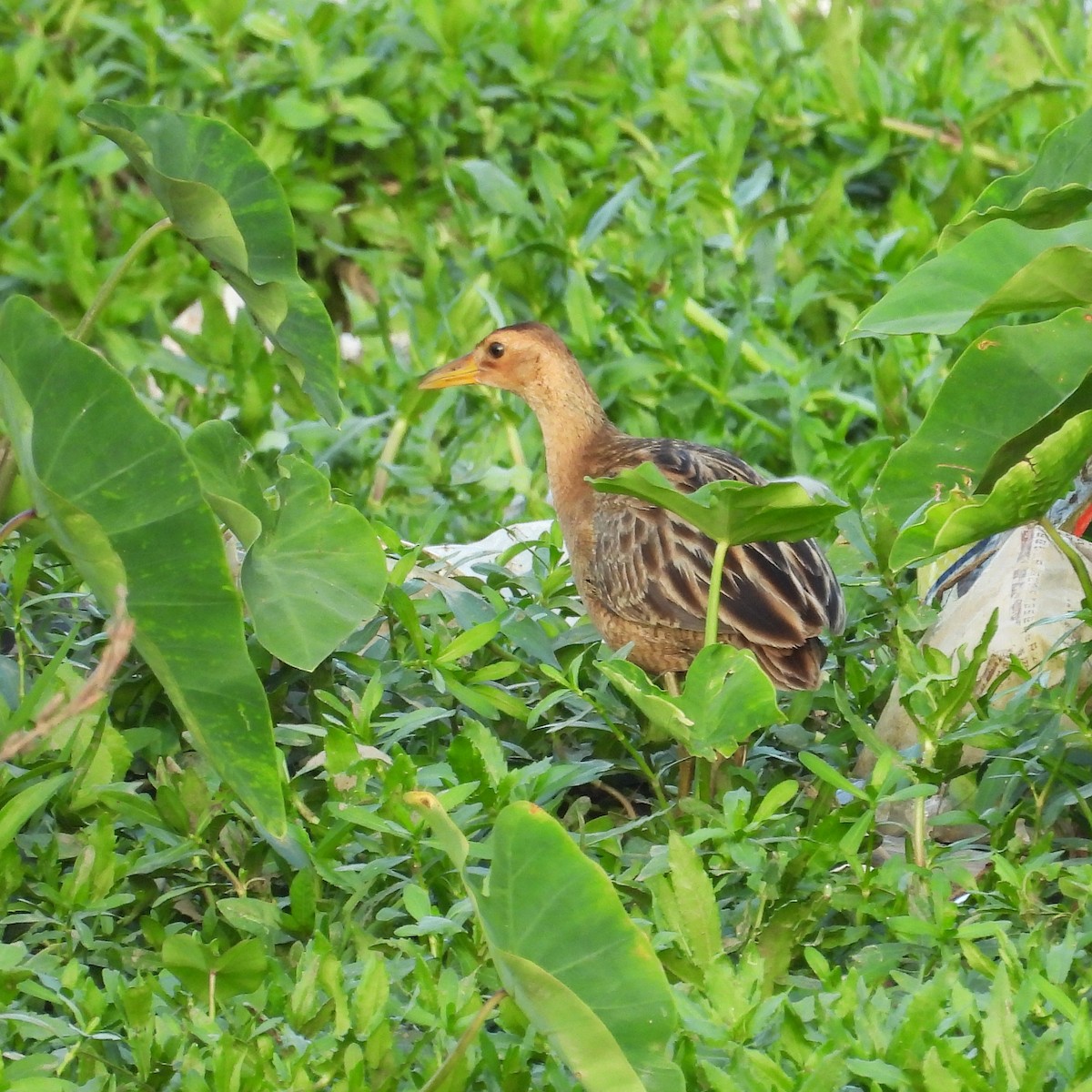 Watercock - ML659438167