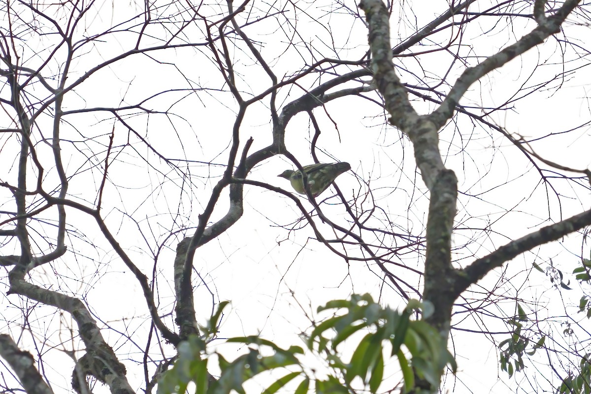 Thick-billed Green-Pigeon (Thick-billed) - ML659438413