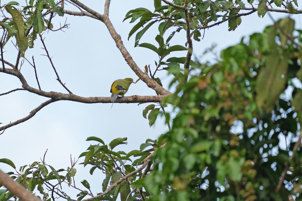 Pin-tailed Green-Pigeon - ML659438423