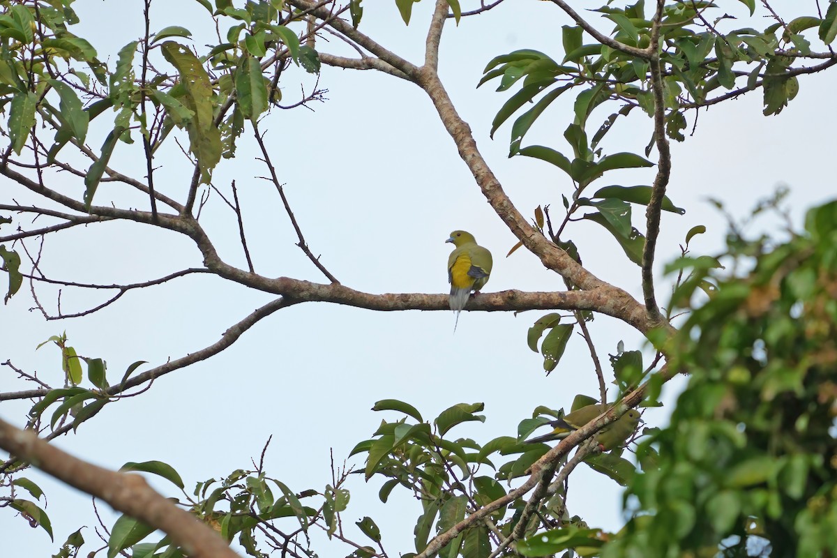 Pin-tailed Green-Pigeon - ML659438424