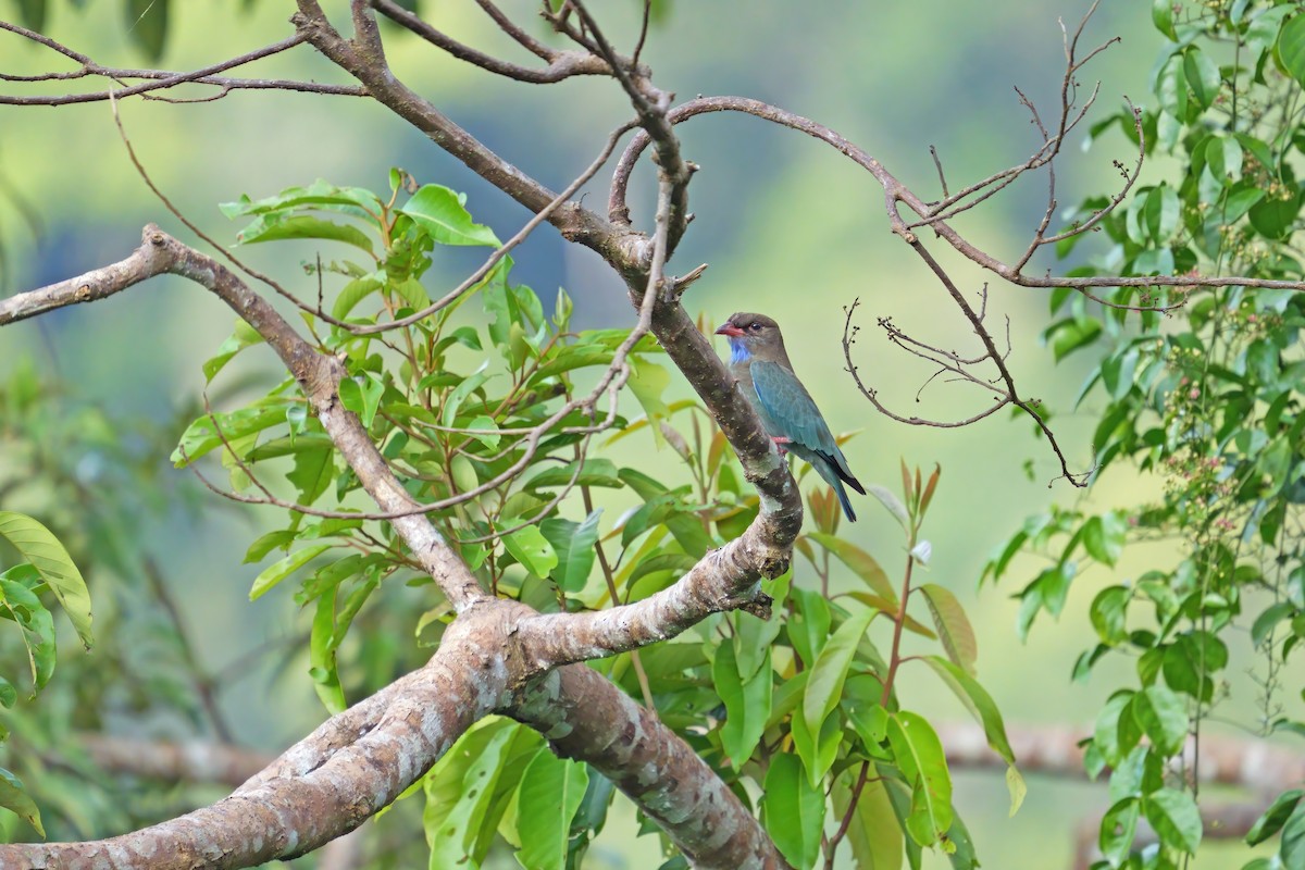 Dollarbird - ML659438437