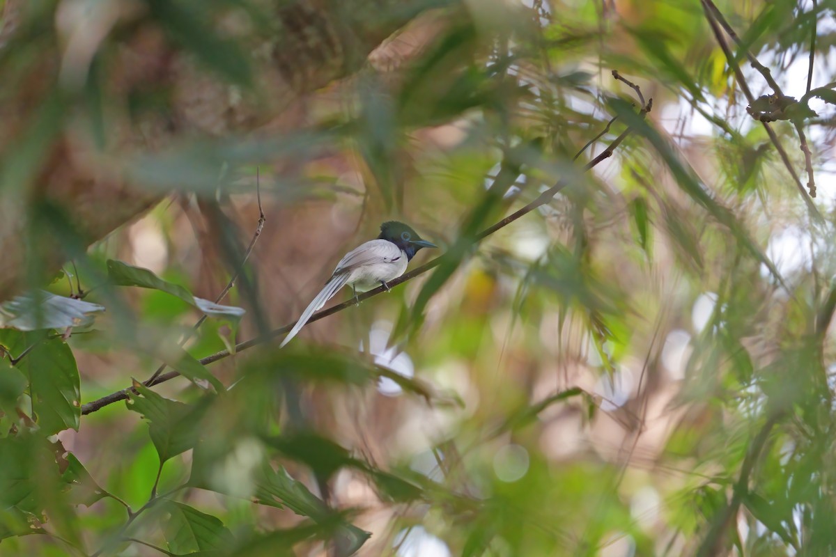 Blyth's Paradise-Flycatcher - ML659438440