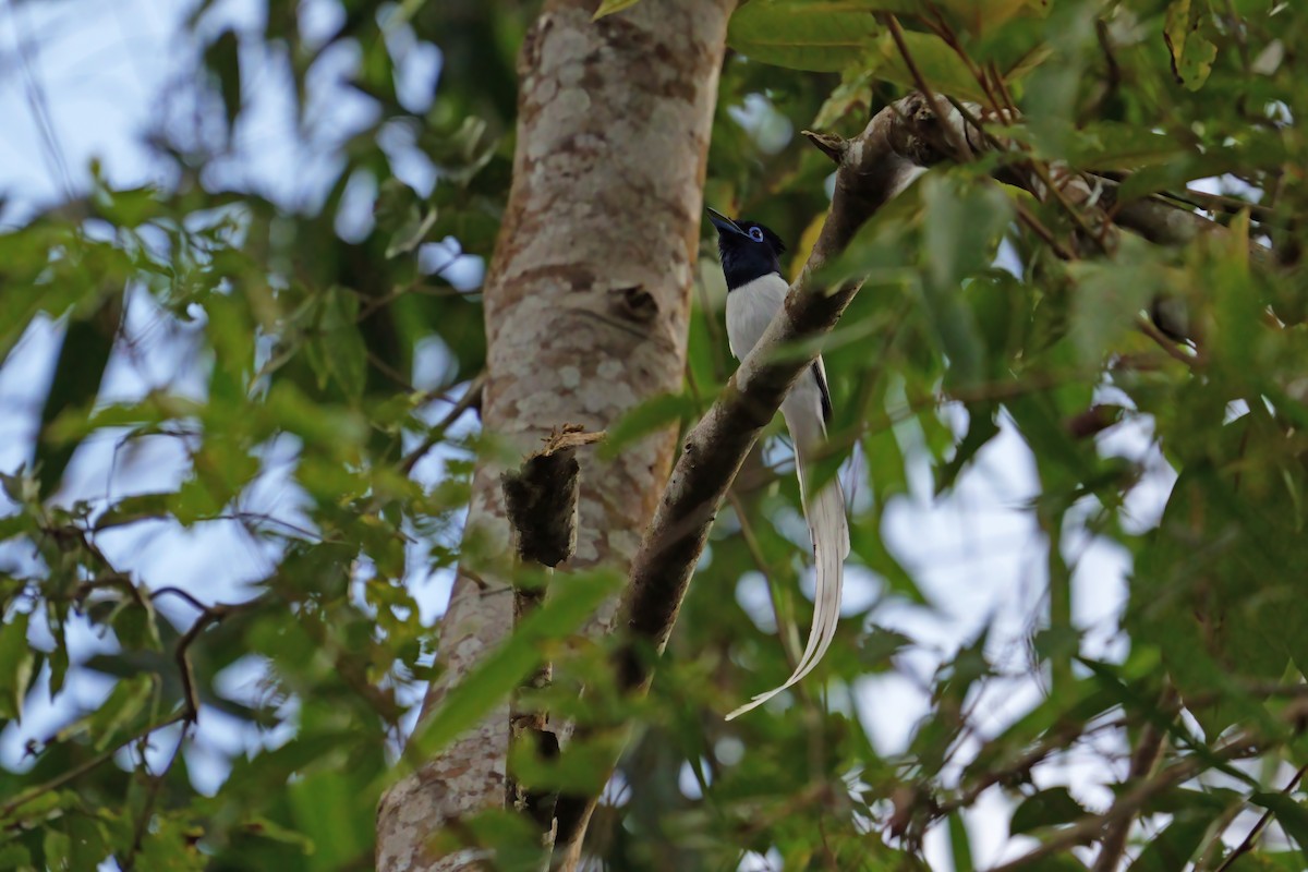 Blyth's Paradise-Flycatcher - ML659438441